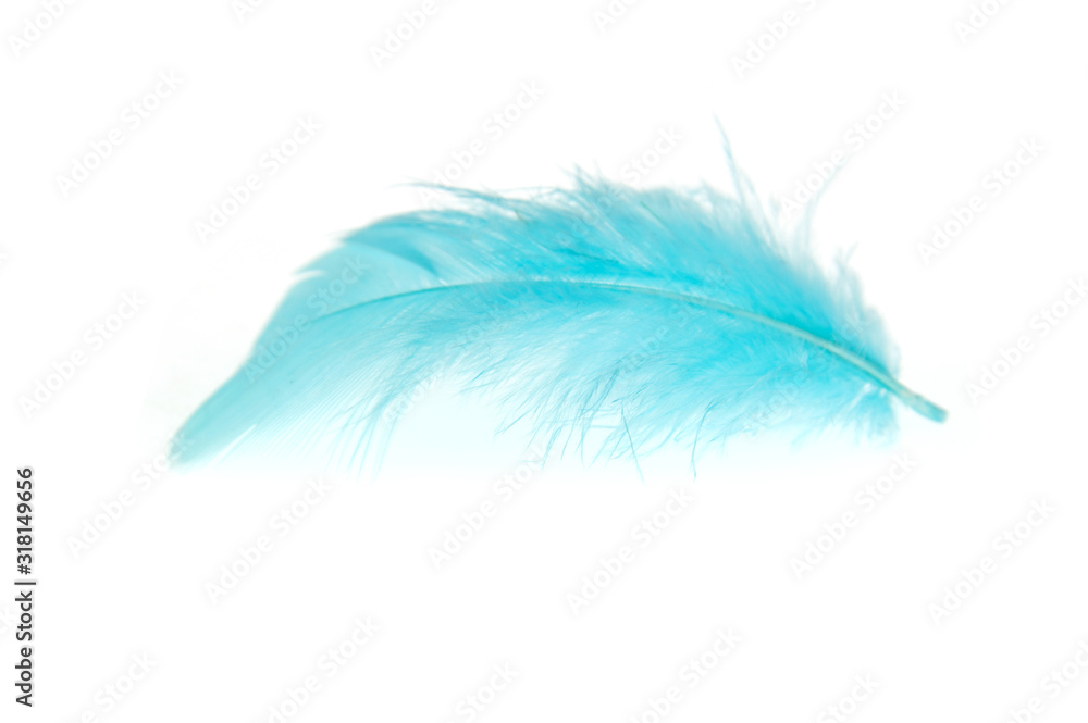 single blue feather isolated on white background