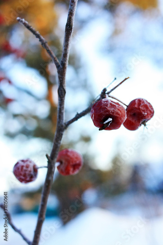 Red berries on a branch in hoarfrost