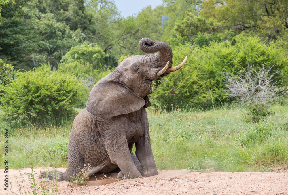 Εκτύπωση καμβά Playful young African elephant sits down in a dry river bed in the Kruger Nation
