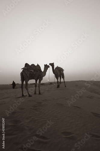 Camel evening Time in thar desert 