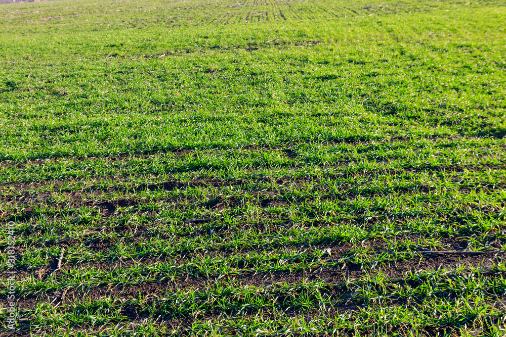 Young green sprouts of wheat on a field close-up Young green sprouts of wheat on a field close-up