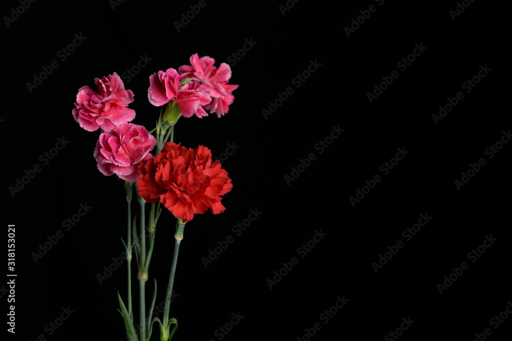 カーネーション