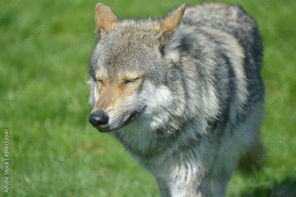 European grey wolf, Canis lupus lupus