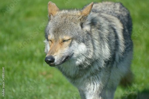 European grey wolf  Canis lupus lupus