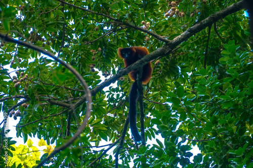 The red ruffed lemur (Varecia rubra) of Madagascars Masoala National Park photo