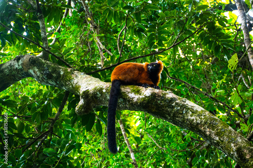 The red ruffed lemur (Varecia rubra) of Madagascars Masoala National Park photo