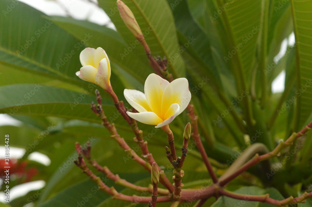 Fototapeta premium white and yellow color Flowers 