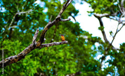 Kingfisher in Madagascars Masoala National Park photo