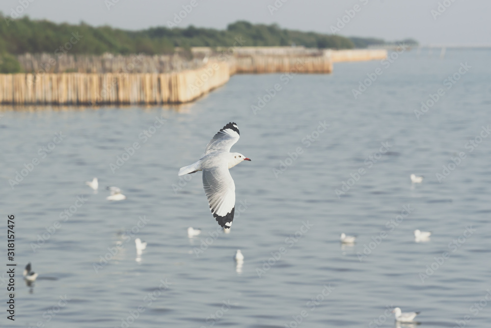 Bird (Seagulls) flying on the sky at a nature sea Bird (Seagulls) flying on the sky at a nature sea