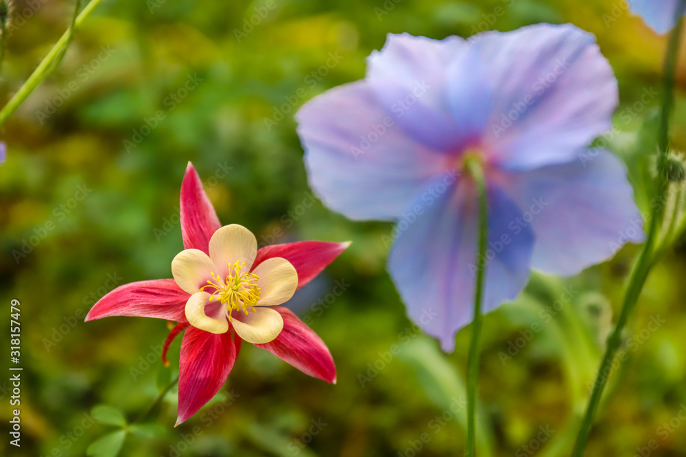 flower on background flower on background