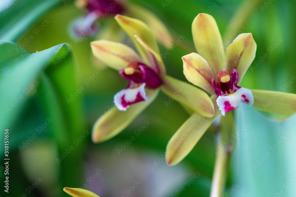 Beautiful orchid flower of Cymbidium finlaysonianum on tree in natural background. Cymbidium Finlaysonianum on a tree in nature Thai native orchid species have dark yellow flowers. Beautiful orchid flower of Cymbidium finlaysonianum on tree in natural background. Cymbidium Finlaysonianum on a tree in nature Thai native orchid species have dark yellow flowers.