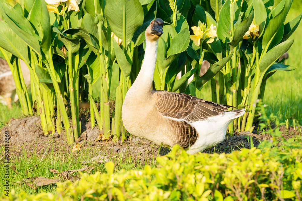 African goose walking in the garden on nature background. Knob goose standing in the park at Thailand. African goose walking in the garden on nature background. Knob goose standing in the park at Thailand.