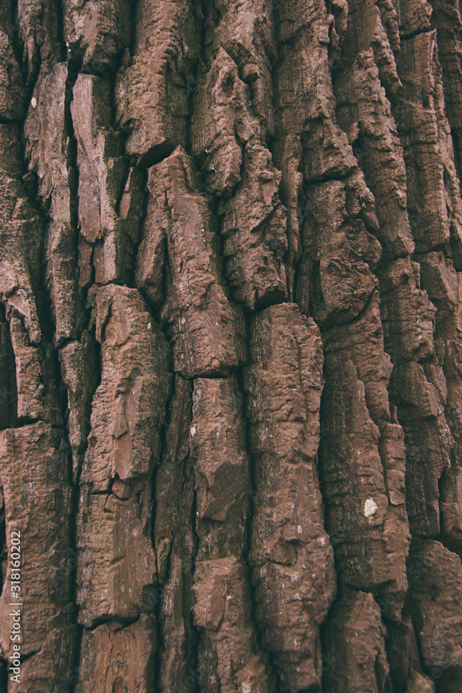 rough tree bark background close up rough tree bark background close up