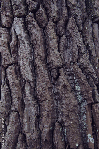 rough tree bark background close up