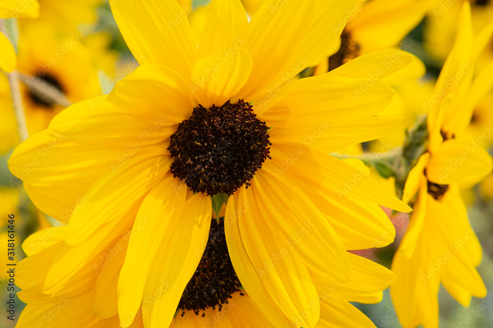 Close up beautiful blooming yellow Sunflowers in the garden Close up beautiful blooming yellow Sunflowers in the garden