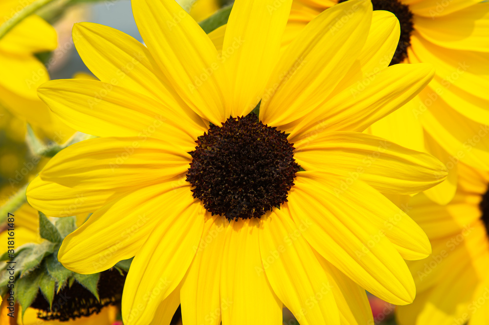 Closeup pretty blooming yellow sunflower and brown petal in summer time Closeup pretty blooming yellow sunflower and brown petal in summer time