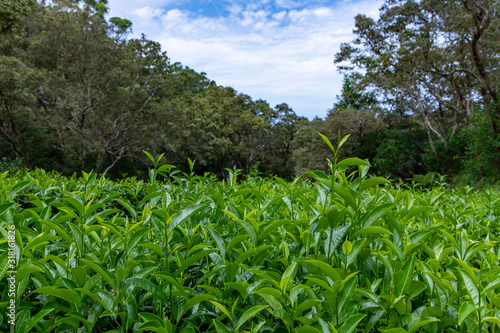 Tea Plant