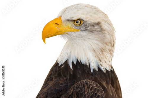 Closeup shot of a majestic eagle on a white background