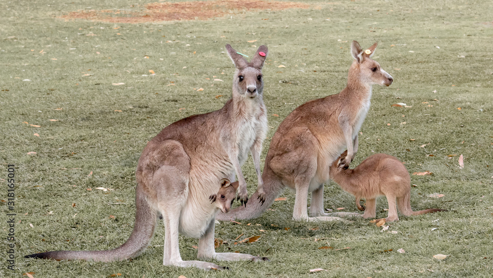 Kangaroos with Joey (baby) in pouch Kangaroos with Joey (baby) in pouch