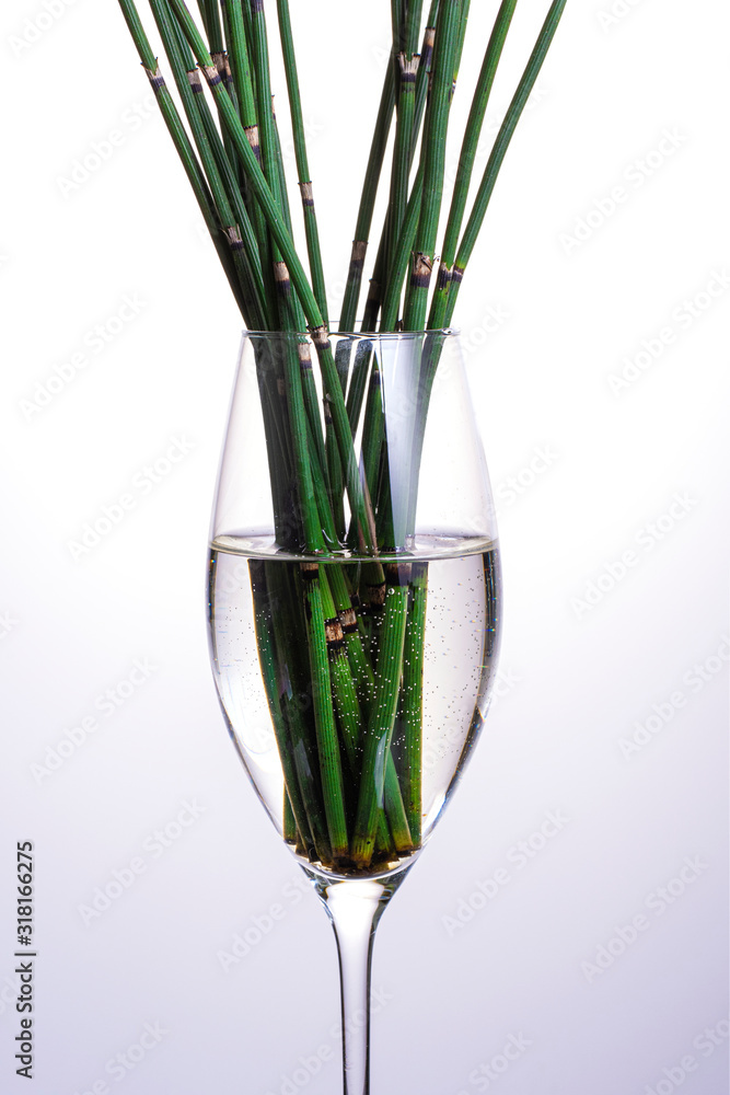 grass similar to bamboo in a glass, vertical photography grass similar to bamboo in a glass, vertical photography
