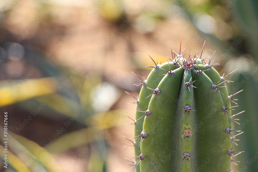 Top of tree-like cactus (Cereus jamacaru, also known as known as mandacaru or cardeiro) with long and sharp needles. Blurred background. Theme of plants for ornamental gardens. Copy space. Top of tree-like cactus (Cereus jamacaru, also known as known as mandacaru or cardeiro) with long and sharp needles. Blurred background. Theme of plants for ornamental gardens. Copy space.