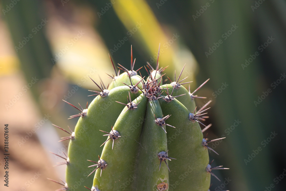 Top of tree-like cactus (Cereus jamacaru, also known as known as mandacaru or cardeiro) with long and sharp needles. Blurred background. Theme of plants for ornamental gardens. Top of tree-like cactus (Cereus jamacaru, also known as known as mandacaru or cardeiro) with long and sharp needles. Blurred background. Theme of plants for ornamental gardens.