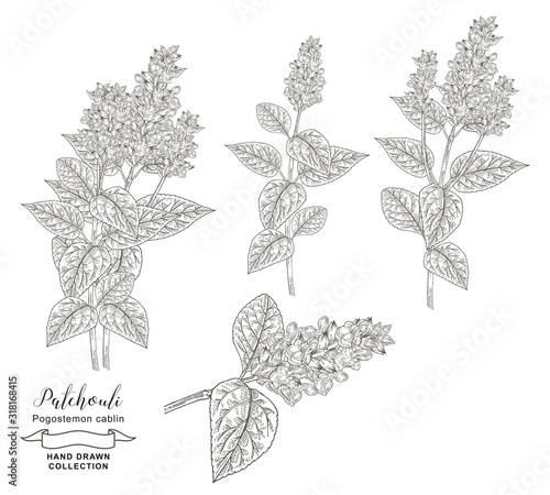 Obraz na plátně Patchouli plant branches with leaves and flowers isolated on white background