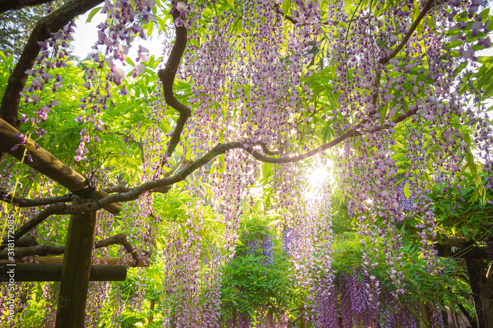 Fototapeta premium 光差す藤棚