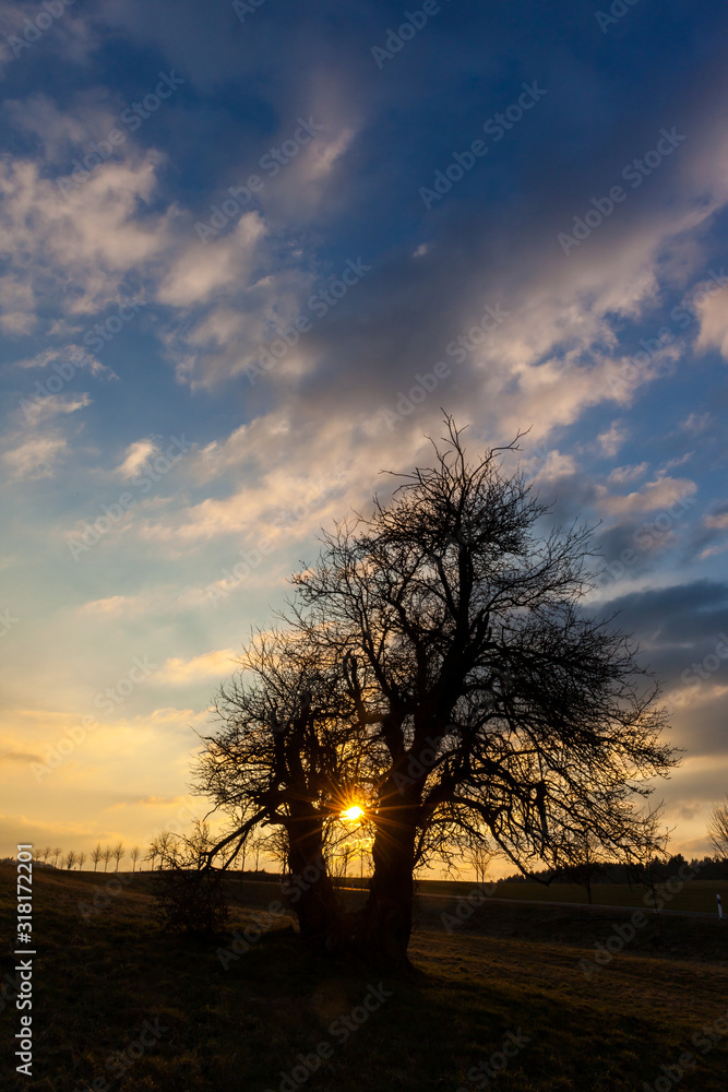 alleinstehender baum im Sonnenuntergang alleinstehender baum im Sonnenuntergang