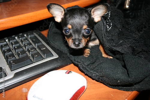 dog toy Terrier