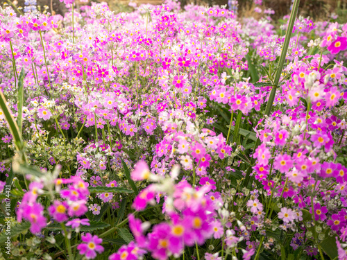 The field of cosmos Violet flower garden