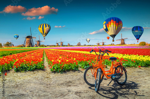 Colorful tulip fields, bicycles, windmills and hot air balloons, Netherlands #318175085