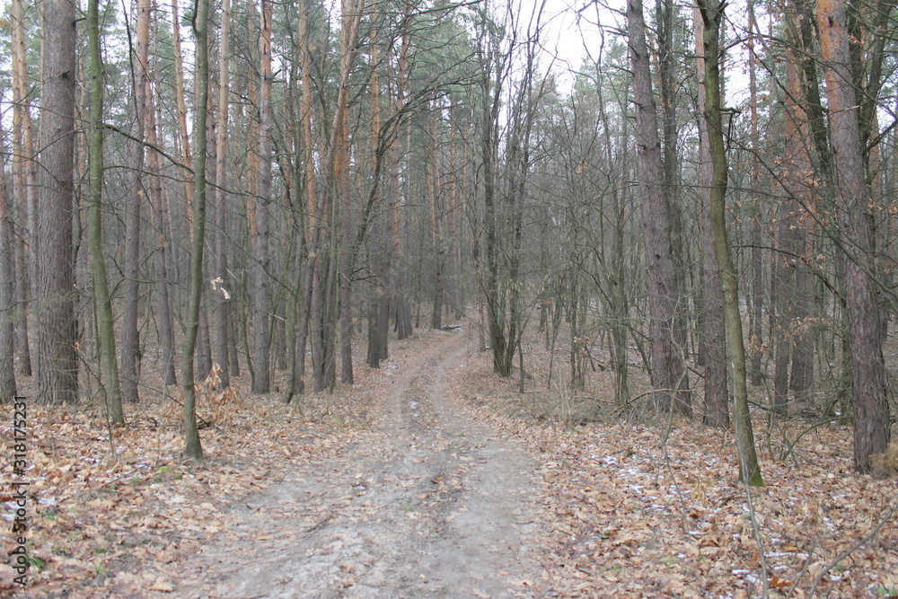 road in the forest