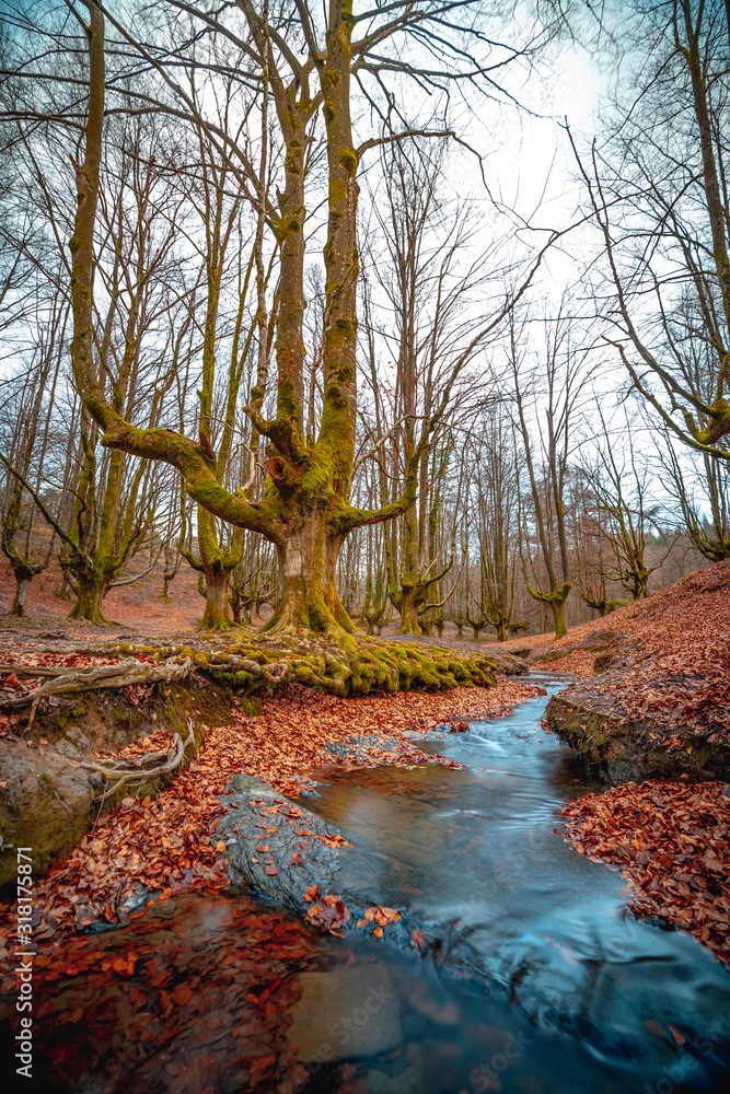 Otzarreta Forest photographed in Gorbea Park full of brown leaves. Basque Country