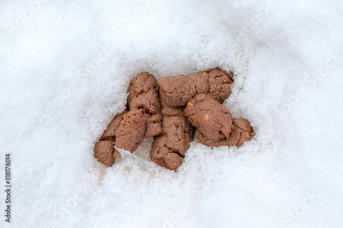 Fresh dog excrement on the melting snow