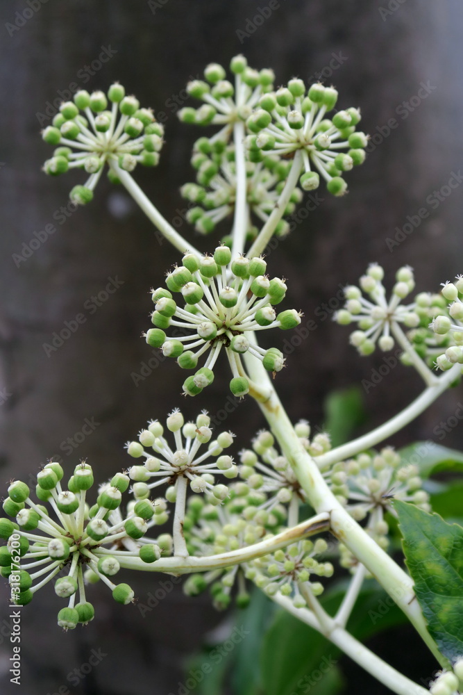 冬の八つ手の花 冬の八つ手の花