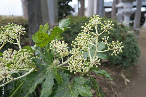 境内に咲く八つ手の花 photo