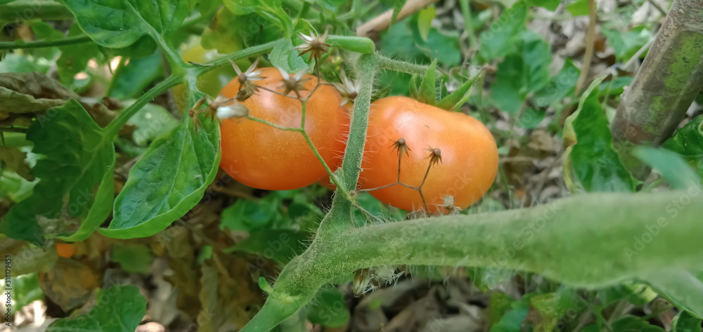 Tomatoes in the farm