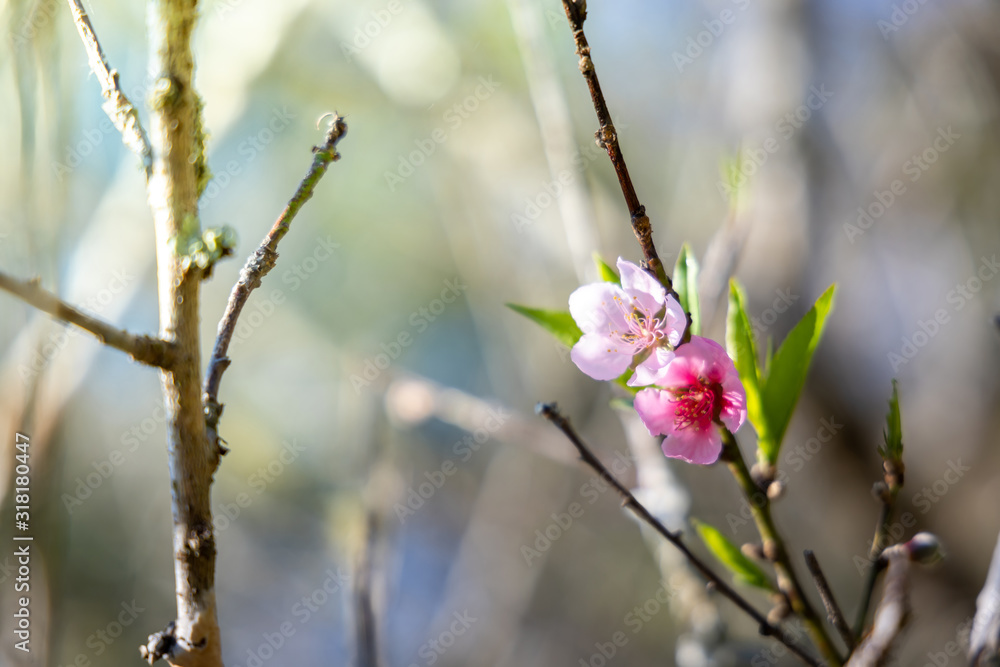 Sakura flowers blooming blossom in Chiang Mai, Thailand Sakura flowers blooming blossom in Chiang Mai, Thailand