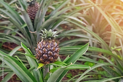 Close-up shot of pineapple fruit growing on the farm