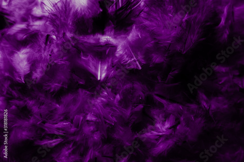 Beautiful abstract colorful black and purple feathers on black background and soft white pink feather texture on dark pattern and light blue background, colorful feather, purple banners