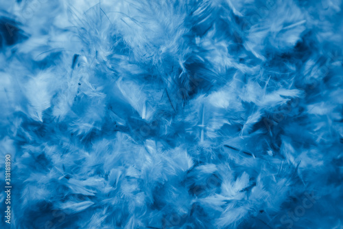 Beautiful abstract colorful green and blue feathers on black background and soft white feather texture on white pattern and blue background