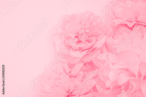 Beautiful abstract color orange purple and pink flowers on white background and white flower frame and pink leaves texture  light pink background  colorful pink banner happy valentine