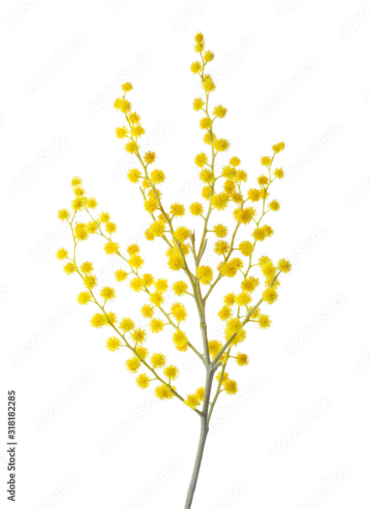 Branch of Mimosa flowers isolated on white background.