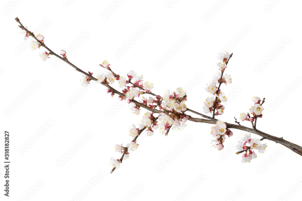  Branch of Apricot in blossom isolated on white  background.