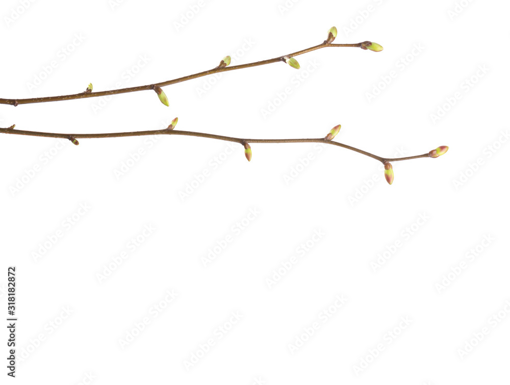 Close-up of  two  Linden branches  with young buds isolated on white background.