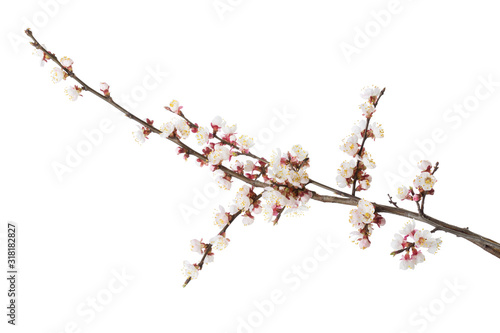  Branch of Apricot in blossom isolated on white background.