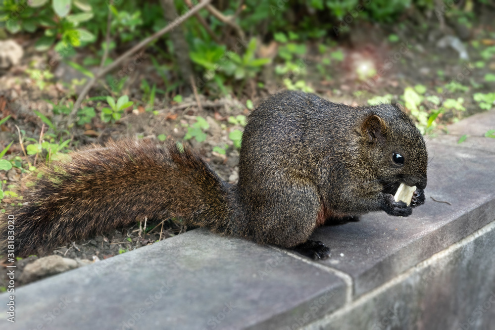 Squirrel eating Cracker Squirrel eating Cracker