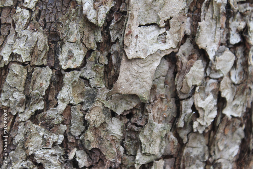 bark of a tree