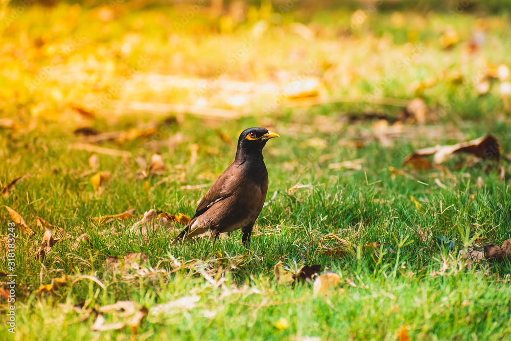 A close picture of common Indian Myna bird sitting on green grass in the morning A close picture of common Indian Myna bird sitting on green grass in the morning